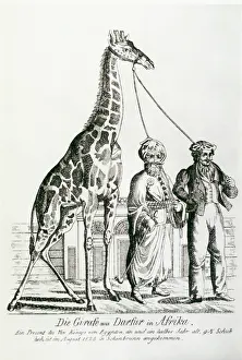 Schoenbrunn: A giraffe for the Schoenbrunn zoo