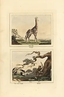 Giraffe, sloth and tarsier