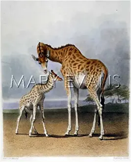 Giraffa: GIRAFFE & YOUNG/1849