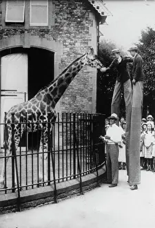 Stilt: A giraffe at the zoo is fed by stilt-goers