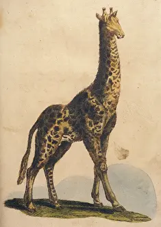 Giraffes: GIRAFFES 1814
