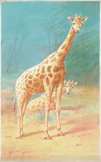 Rankin: Giraffes