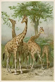 Giraffes: GIRAFFES