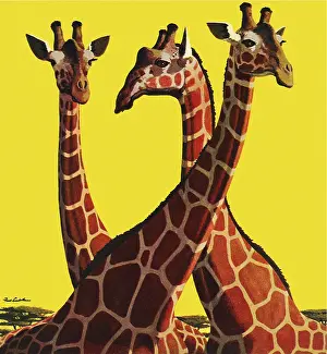 Necks: Giraffes