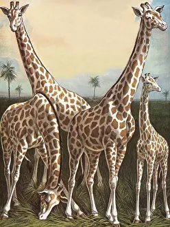 Giraffes: Four Giraffes