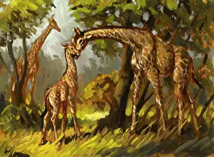 Giraffe: Giraffes