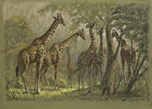 Giraffes: Giraffes feeding under high canopy trees