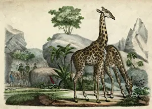 Aware: GIRAFFES SCENT DANGER