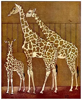 Giraffes: GIRAFFES IN ZOO 1912