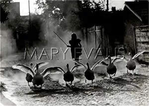 Gaggle: Girl chasing geese