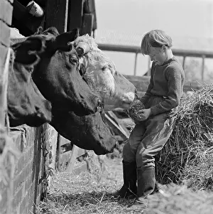 Cowshed: Girl Feeding Cows