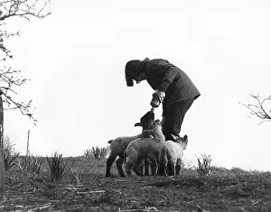 Lambing: Girl hand-feeding lambs