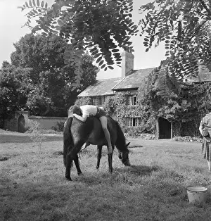 Grazes: Girl and horse