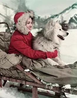 Dogsled: Girl And Her Husky On Dogsled