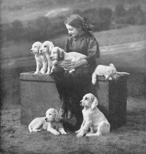 Setter: Girl with puppies