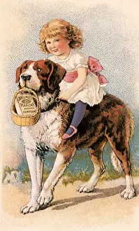 Canines: Girl rides a Saint Bernard