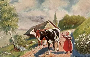 Leashed: Girl Walking Cows