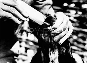 Growling: GIVING A DOG POWDER