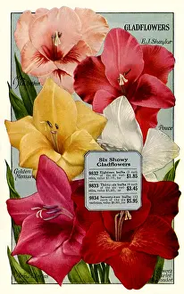 Packets: Six Gladflowers