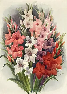 Gladioli: Gladiola Design
