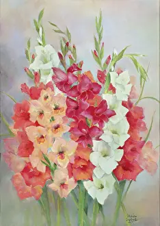 Gladioli: Gladioli