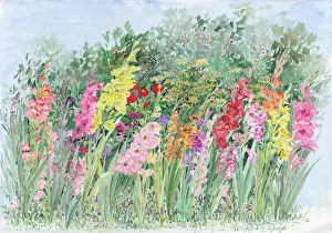 Mackinnon: Gladioli
