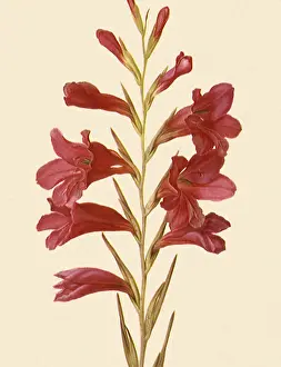 Gladioli: Gladioli