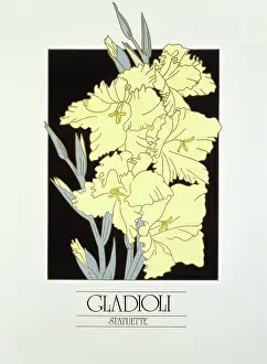 Gladioli: Gladioli blooms