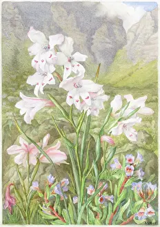 Fruticosus: Gladiolus Blandus and Lobostemon Fruticosus