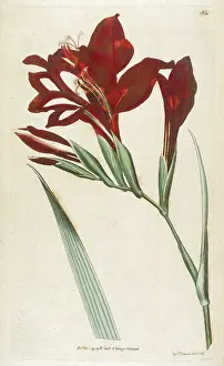 Cardinalis: Gladiolus Cardinalis