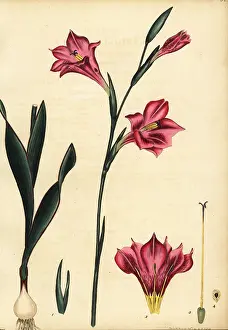 Botanical Artist: Gladiolus caryophyllaceus