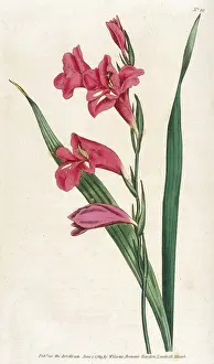 Communis: Gladiolus Communis or Common Cornflap