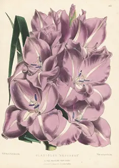 Volume 3: Gladiolus cultivar, Neogenes