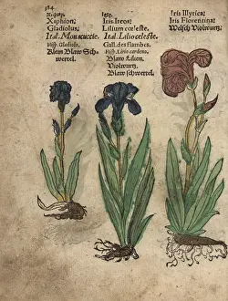 Florentina: Gladiolus, German iris and Florentine iris