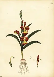 Florist: Gladiolus orchidiflorus
