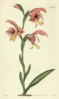 Samuel Curtis: Gladiolus orchidiflorus