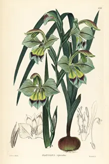 Shrubbery: Gladiolus orchidiflorus