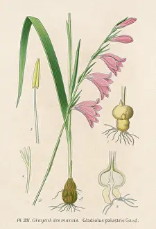 Palustris: GLADIOLUS PALUSTRIS