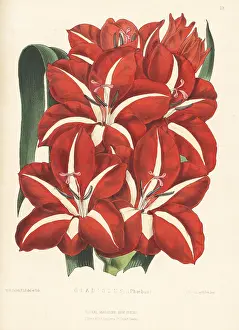 Phoebus: Gladiolus Phoebus variety