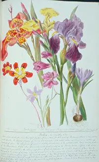 Twining: Gladiolus sp. corn flag