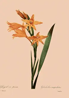 Gladiolus: Gladiolus undulatus cuspidatus