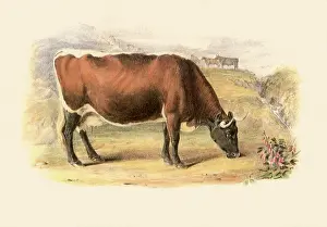 Streak: Glamorgan Breed
