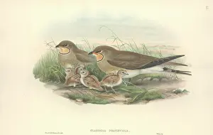 Collared: Glareola pratincola, collared pratincole