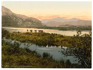 Snowdon: From Glaslyn (cattle study), Snowdon, Wales