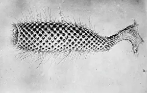 Sponge: Glass sponge probably Euplectella suberea