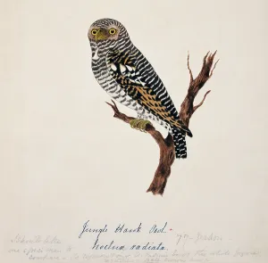 Bushby: Glaucidium radiatum, jungle owlet