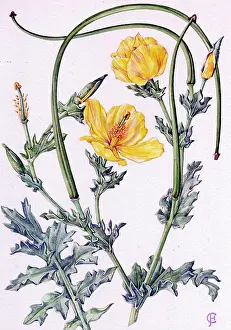 Flavum: Glaucium flavum