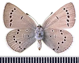 Gossamer: Glaucopsyche lydamus, xerces blue