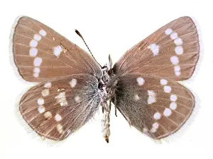 Gossamer: Glaucopsyche lygdamus, xerces blue
