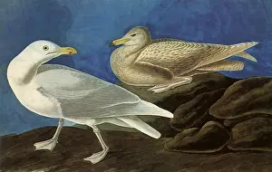 Glaucous: Glaucous Gull